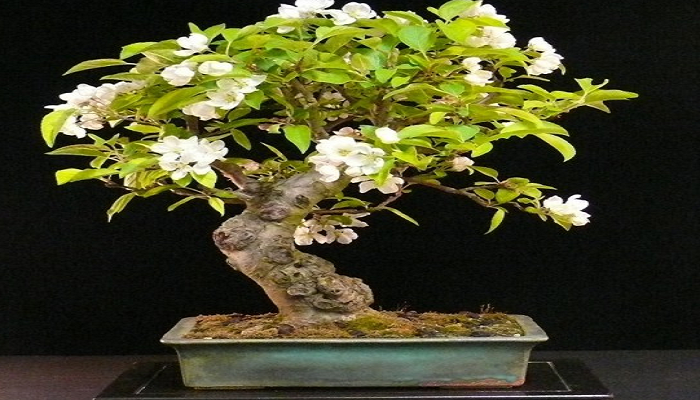 caracteristicas del bonsai manzano