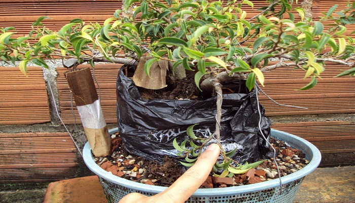 como multiplicar bonsai ficus