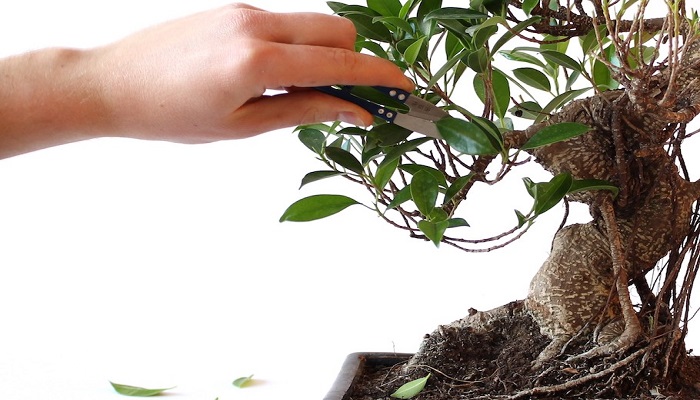 como podar un bonsai ficus