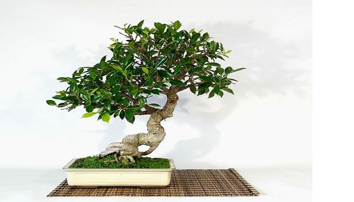 donde comprar bonsai ficus