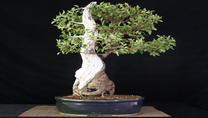 bonsai olmo japones