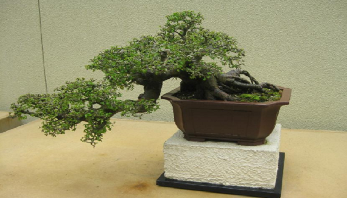 caracteristicas del bonsai olmo