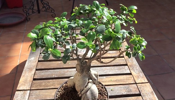 como cuidar un bonsai ficus ginseng