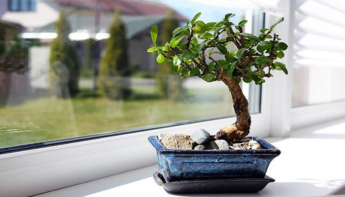 cuidados del azalea bonsai