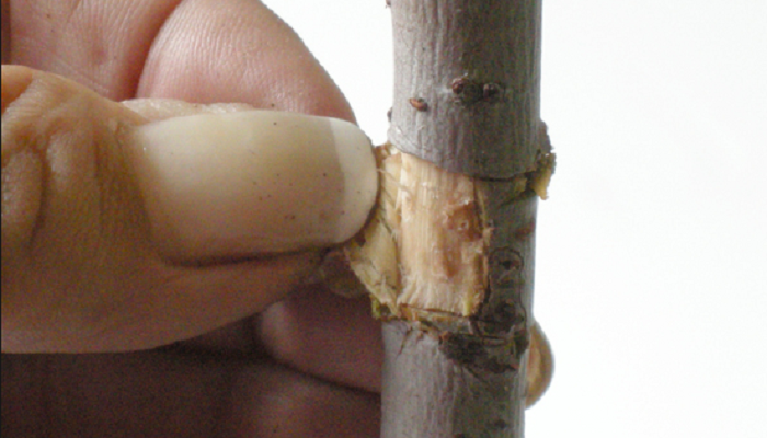 esquejes de acer palmatum bonsai