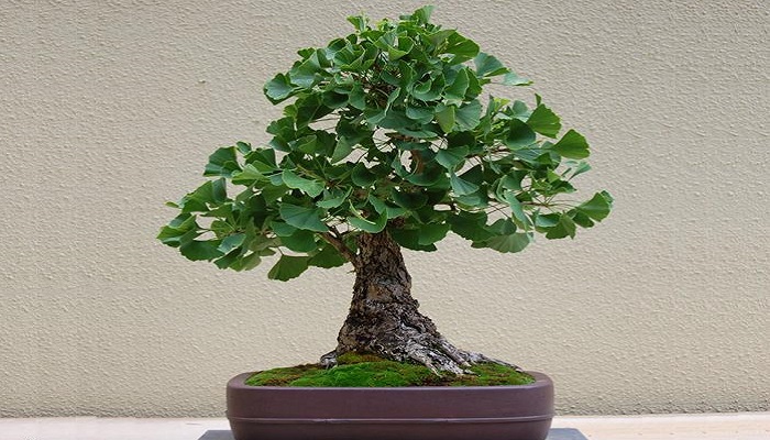 estilos de ginkgo biloba bonsai