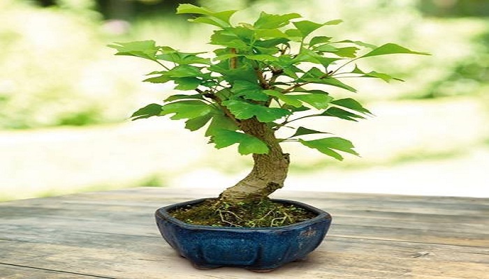 ginkgo biloba bonsai achat