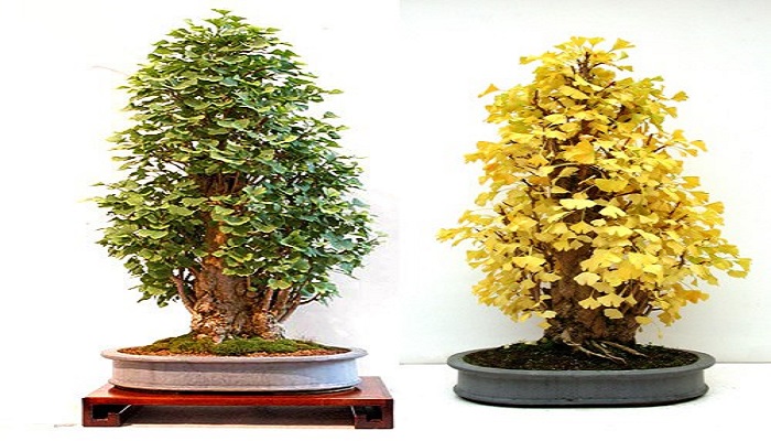 ginkgo biloba bonsai cuidados y calidad
