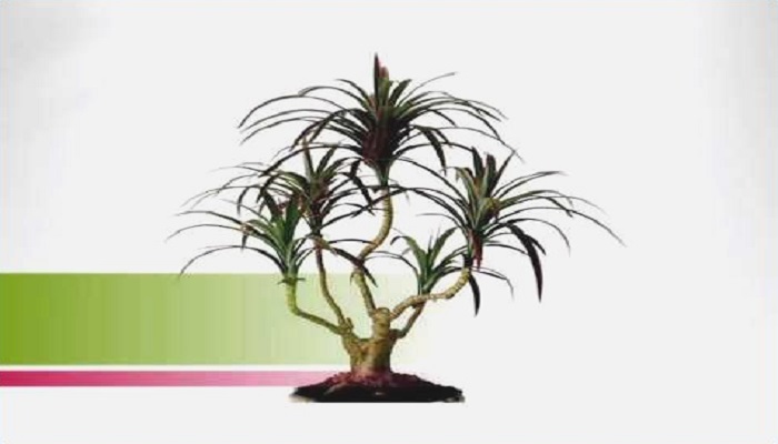 bonsai interior dracaena marginata