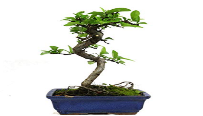 comprar pyracantha en bonsai