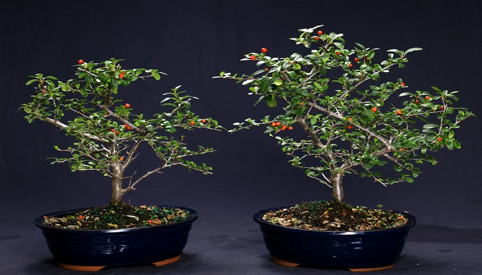la pyracantha bonsai